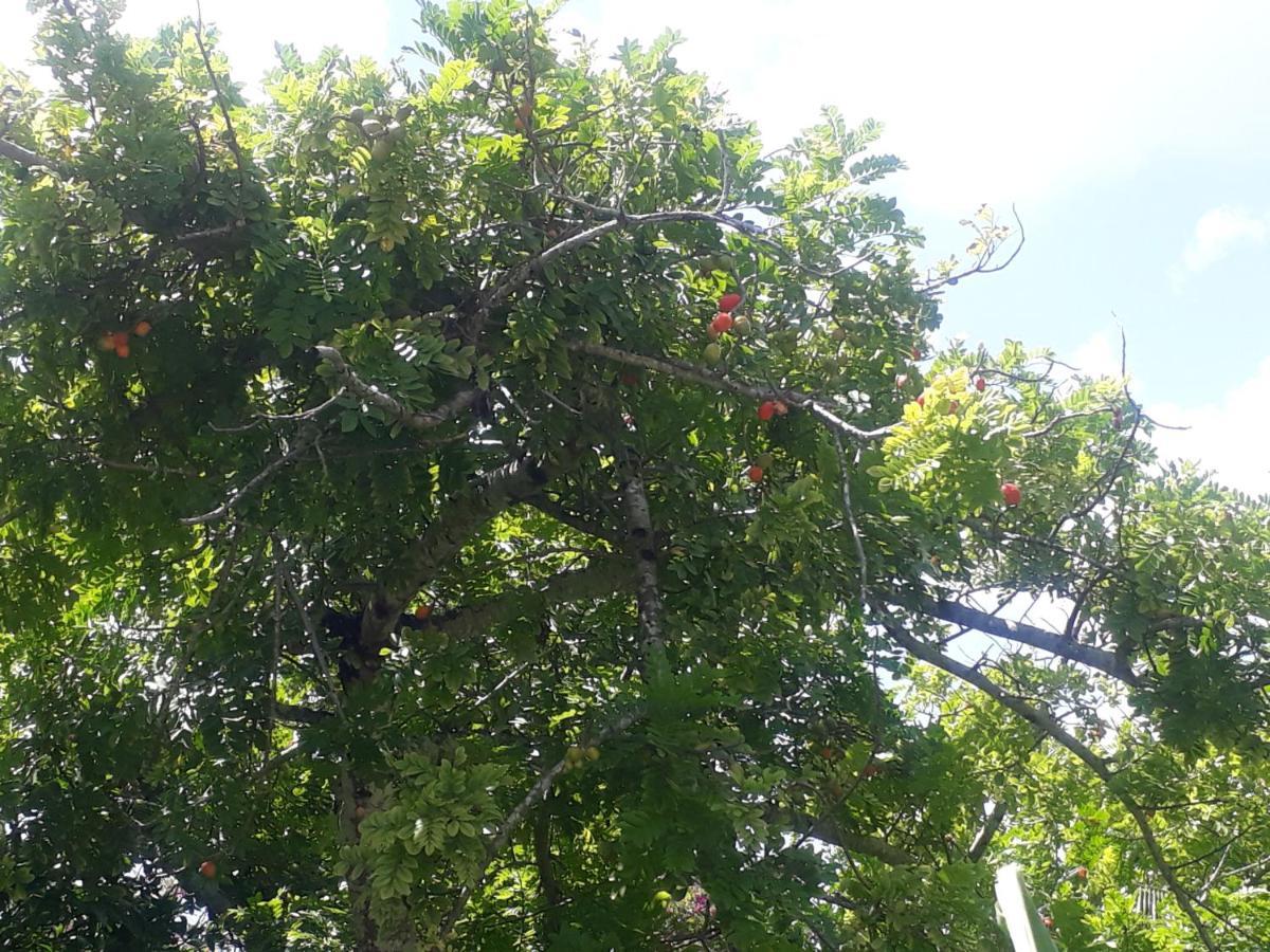 Refugio Das Bouganvillea Igarassu ภายนอก รูปภาพ