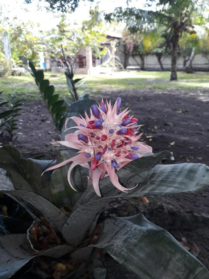 Refugio Das Bouganvillea Igarassu ภายนอก รูปภาพ